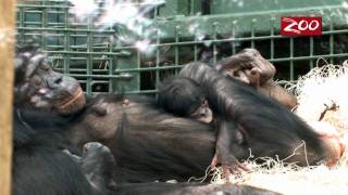 RARE BONOBO BORN AT THE COLUMBUS ZOO [upl. by Tartan]