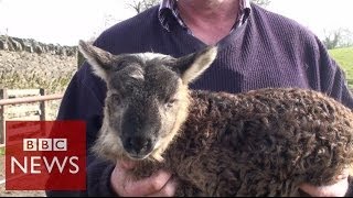 What do you get when you cross sheep amp goat  BBC News [upl. by Cristionna]