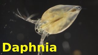 Daphnia [upl. by Valerio]