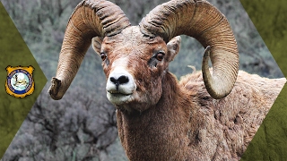 Bighorn Sheep  Wyoming Hunt [upl. by Nymzaj]