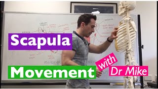 Scapula Movement  Functional Anatomy [upl. by Yerbua151]