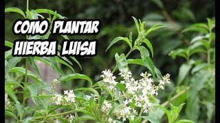 Como Plantar Hierba Luisa o Cedron  La Huerta de Ivan [upl. by Mahan810]