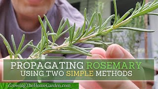 How to Propagate Rosemary from Cuttings using Two SIMPLE Methods [upl. by Semela]