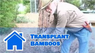 Bamboo Growing 101  How to Transplant Bamboos [upl. by Alleynad]