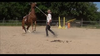 Natural Horsemanship How to reeducate a rearing horse [upl. by Edythe]