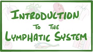 Introduction to the Lymphatic System [upl. by Aro781]