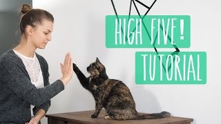 So lernt eure Katze High Five Katzentrick Tutorial [upl. by Audry237]