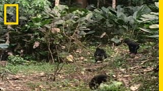 Bonobo the Female Alpha  National Geographic [upl. by Cazzie69]