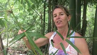 Three Methods to Propagate Bamboo  Part 1 [upl. by Baker]