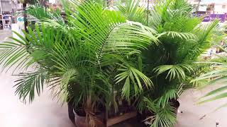 5 Tips for Indoor Palm Care  Donna Joshi [upl. by Afas277]