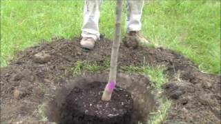 How to plant a potted tree [upl. by Chatav851]