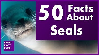 50 Fact About Seals [upl. by Celeski364]