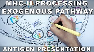 Exogenous Pathway of Antigen Presentation  MHC II Processing [upl. by Hyo]