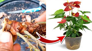 Anthurium Propagation  Anthurium Plant Care [upl. by Beeson164]