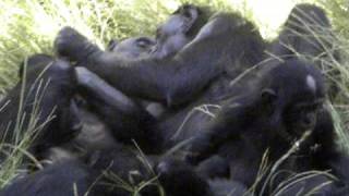 Bonobos enjoying time together [upl. by Dorahs]