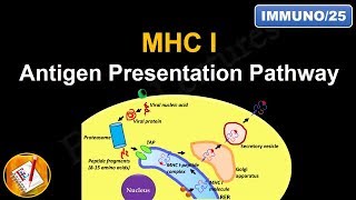 Antigen Processing and Presentation PART I MHC I Antigen Presentation pathway FLImmuno25 [upl. by Nelra]