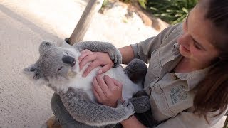 Chilled Koala Loves Cuddles [upl. by Gnauq]