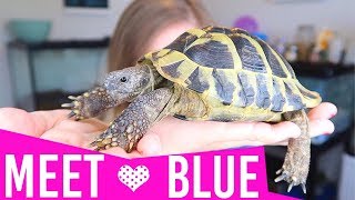 Meet My New Pet  Hermanns Tortoise Adoption [upl. by Cogen634]