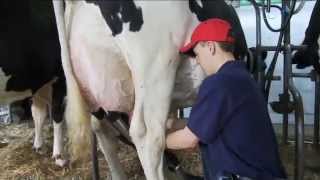 What is Holstein Association USA All About [upl. by Lon]