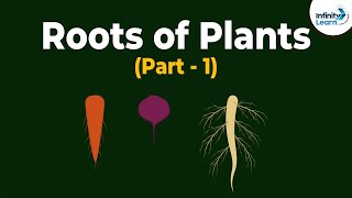 Roots of Plants  Morphology of Flowering Plants  Plant Morphology  Dont Memorise [upl. by Ayikaz]