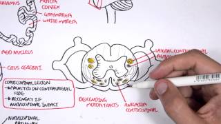 Neurology  Motor Pathways [upl. by Liddle518]