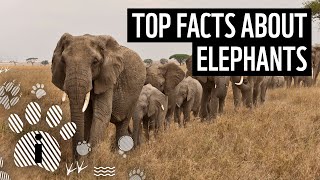 Top 10 Facts About Elephants  Animal Fun Facts  WWF [upl. by Katalin529]