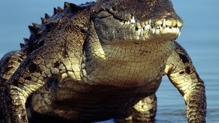 Alligator and crocodiles in Everglades National Park [upl. by Dnomal]