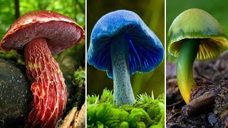 10 Cogumelos Mais BONITOS FASCINANTES e INCRÍVEIS do Mundo [upl. by Ahsekahs403]