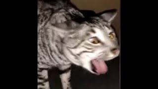 Cats Who Gag A Compilation [upl. by Tenaj]