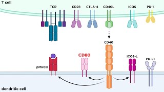 Types of Immune Cell Receptors [upl. by Greenberg541]