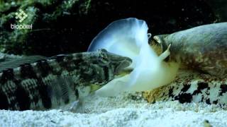 Geographus cone shell net feeding on sleeping fish [upl. by Anahsar]