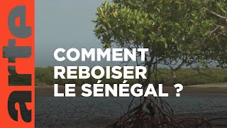 Sénégal  arbres de vie  ARTE Reportage [upl. by Ailedroc138]