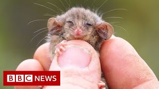 Tiny possum species found alive after bushfires  BBC News [upl. by Letch]