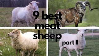 The Best Sheep Breeds for Meat part 2 [upl. by Acile]