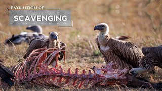 How Vultures Evolved to be Scavengers [upl. by Sibby800]