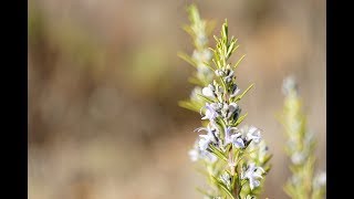 Rosemary essential oil how to prepare it at home and its incredible benefits [upl. by Kinelski13]