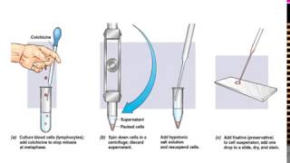 What is Karyotyping [upl. by Binni]