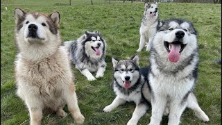 Giant Alaskan Malamute Meet Up  So Many Happy Friendly Malamutes Teddy Meets His Bro [upl. by Broderic]