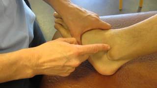 Lateral Malleolus Fibula Ankle Palpation [upl. by Aenel]