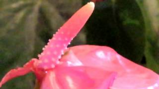 Anthurium Flamingo or Tailflower  EasyToGrow Houseplant [upl. by Ellwood]