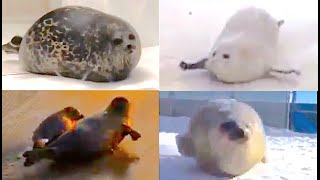 The ULTIMATE bouncing SEALS video [upl. by Orimar]