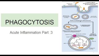 Phagocytosis Acute Inflammation Part 3 [upl. by Nnyroc582]