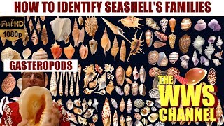 How to identify shells browsing shells families  Sea shell Collection [upl. by Earahs]