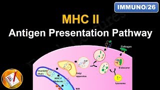 Antigen Processing and Presentation PART II MHC II Antigen Presentation Pathway FLImmuno26 [upl. by Edualcnaej]