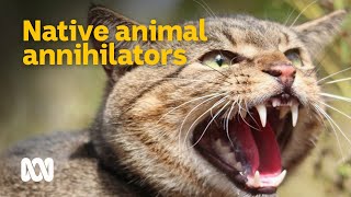 Feral cats  Australias native animal annihilators 😼🦜  Meet the Ferals Ep 2  ABC Australia [upl. by Tnairb425]