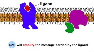 Receptors Signal Transduction and Phosphorylation Cascade [upl. by Eimmat545]