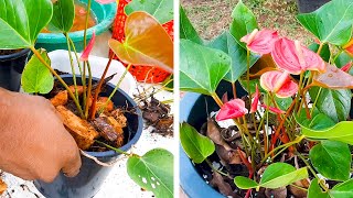 What is the Best Potting Mix for Anthurium  Anthurium Care Tips  Learn Gardening [upl. by Yetta]