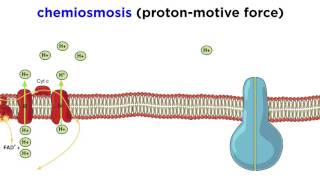 Cellular Respiration Part 3 The Electron Transport Chain and Oxidative Phosphorylation [upl. by Ojillib378]