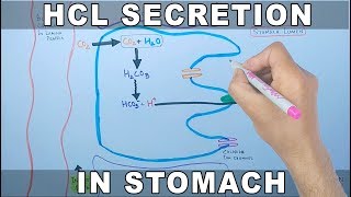 Mechanism of HCL Secretion [upl. by Ayotnom]