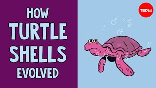 How turtle shells evolved twice  Judy Cebra Thomas [upl. by Colman201]